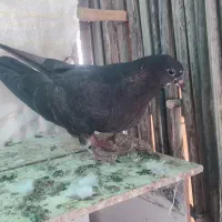 کبوتر کفتر|پرنده|رودان, |دیوار