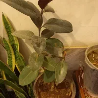 سانسوریا ابلق بلند|گل و گیاه طبیعی|بروجرد, |دیوار