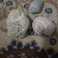 فسیل|کلکسیون اشیاء عتیقه|رستاق, |دیوار