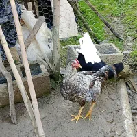 نیمچه خروس محلی(کبابی)|حیوانات مزرعه|ماکلوان, |دیوار