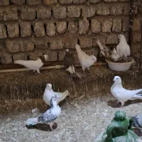 کفتر،کبوتر پرشی،گرفتنی|پرنده|قم, شهرک مهدیه (مدرس)|دیوار