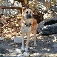 توله ۱۰ ماهه نگهبان و مناسب گله