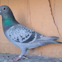 مسافتی ۲۰۲۵