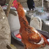 فروش خروس|حیوانات مزرعه|میناب, |دیوار