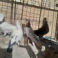 کفتر رنگه ۶ عدد