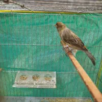 قناری نرسبز بخون|پرنده|کرمان, |دیوار