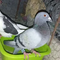 تعداد 10 عدد کبوتر فروشی