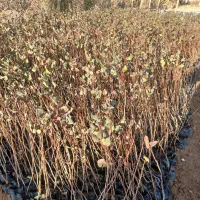 فروش نهال پسته ممتاز در گرگاب