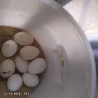 تخم‌مرغ‌محلی‌اصل‌تخمی