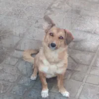 واگذاری سگ پاپی رایگان رایگان