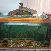 فروش اکواریوم بزرگ با ماهی و کلی لوازم همراه