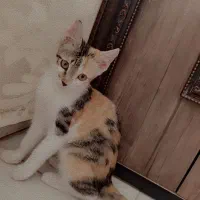 واگذاری بچه گربه ۴ ماهه کالیکو