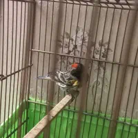 گلبسر|پرنده|قدس, شهرقدس|دیوار