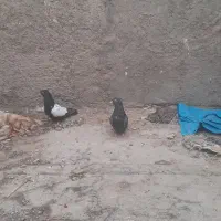 سوسنگرد کوی ابوذر|پرنده|سوسنگرد, |دیوار