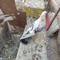 پشتار|پرنده|اردکان, |دیوار