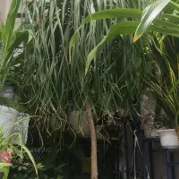 گل لیندا ۲۰ساله....ویک گل برگ موزسه ساله