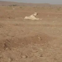 واگذاری ماده|سگ|تربتحیدریه, پایانه مسافربری تربت حیدریه|دیوار