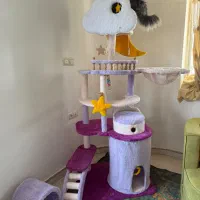 درخت گربه