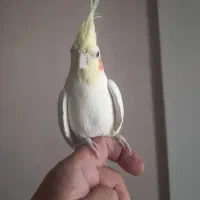 عروس هلندی لوتینو ماده