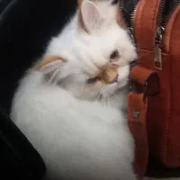 گربه پرشین هیمالین نر وماده15 با پامر معاوضه میکنم|گربه|کرمان, |دیوار