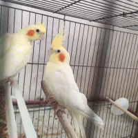 عروس هلندی نر مست|پرنده|بناب, |دیوار