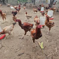 خروس دورگه لاری برای مولد جوجه کشی|حیوانات مزرعه|هادی شهر, |دیوار