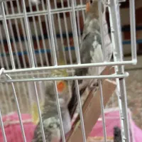 دو عروس هلندی|پرنده|فومن, |دیوار