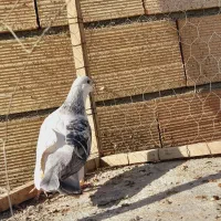 نرراست کلاغ دوم اس اس شقه|پرنده|مشهد, انقلاب|دیوار