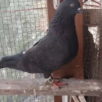 کبوتر ساعت بالا