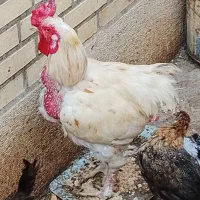 تخم مرغ برهما لاری کوشین ریشی|حیوانات مزرعه|بندر گناوه, |دیوار