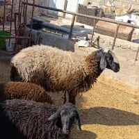 دوعدد بره قوچی