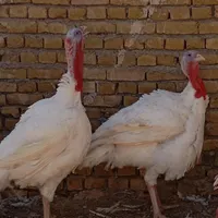 بوقلمون گوشتی