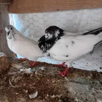 کبوتر کله دم سبز قیمت 500|پرنده|آق قلا, |دیوار