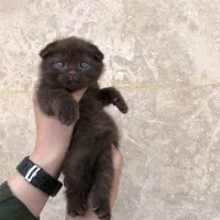 چاکلت اسکاتیش نر و ماده