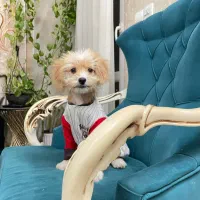 سگ پودل مالتیز