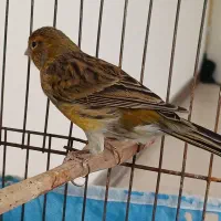 قناری نر سرخ سوخته رنگ طبیعی|پرنده|چهارباغ, |دیوار