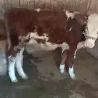 گوساله|حیوانات مزرعه|هرسین, |دیوار