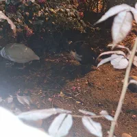 مرغ شاخ دار