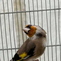 سهره زاغ سیاه سر|پرنده|تهران, کوی بیمه|دیوار