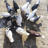 کفتر|پرنده|خرمشهر, |دیوار