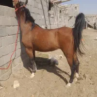فروش مادیان ۴سال