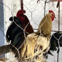 مرغ خروس اردک‌گاز بوقلمون محلی