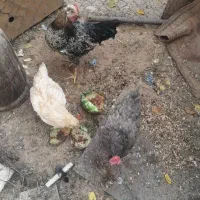 مرغ تخم گذار