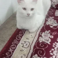 گربه ماده گم شده