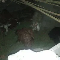 هفت تا کهره چاق شهرستان ریگان|حیوانات مزرعه|بم, |دیوار