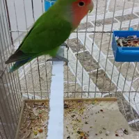 طوطی برزیلی