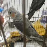 جوجه عروس هلندی