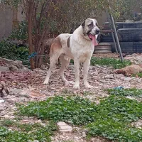 سگ الابای نر