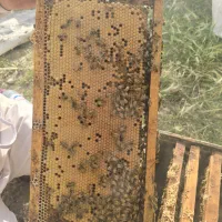 ۶۰ کلنی زنبور ۱۰ قاب فول نژاد لیگوستیکا