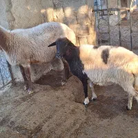 فروش دام مولد